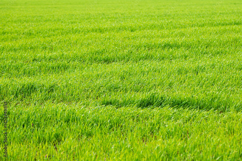 Green grass texture. Nature wallpaper. Copy space. Green grass texture. Nature wallpaper. Copy space.