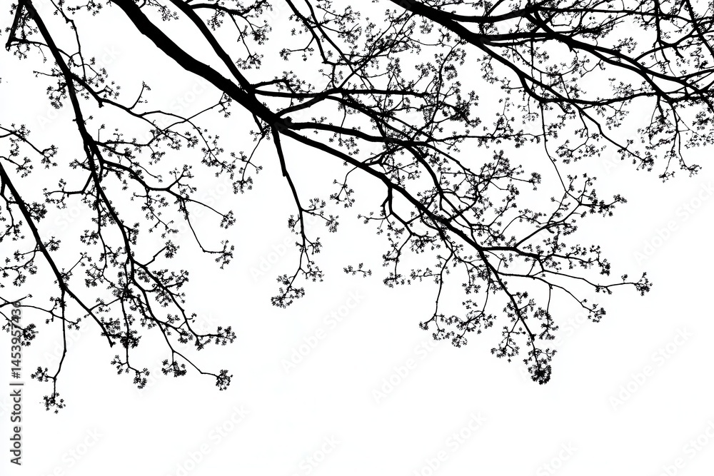 Fototapeta premium Silhouetted branches with delicate blossoms against a bright white sky in springtime