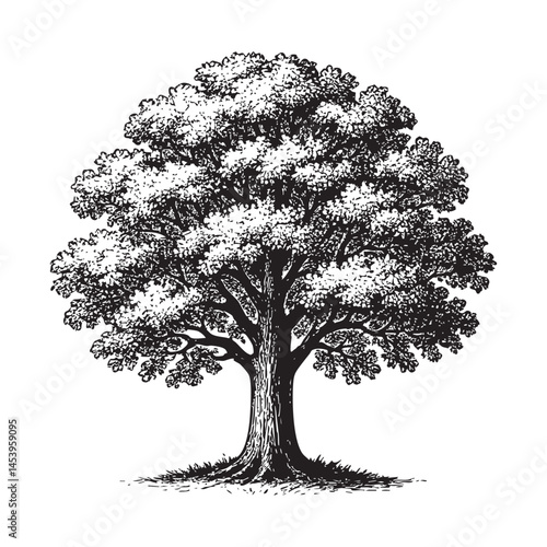 Oak tree with leaves woodcut engraving vector illustration