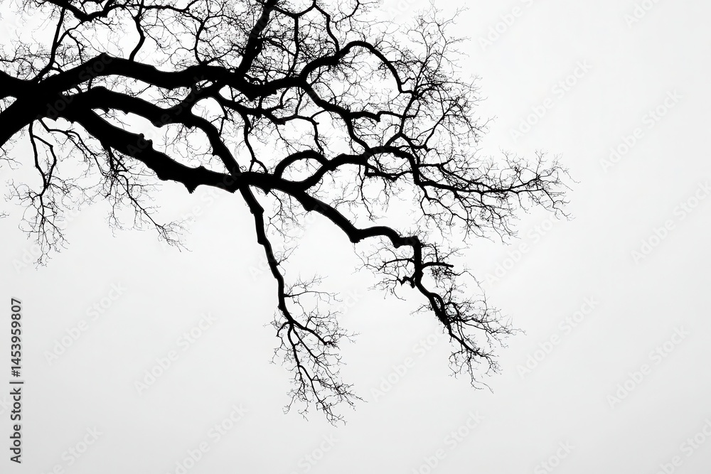 Fototapeta premium Silhouetted tree branches reaching out against a foggy, overcast sky in a tranquil setting