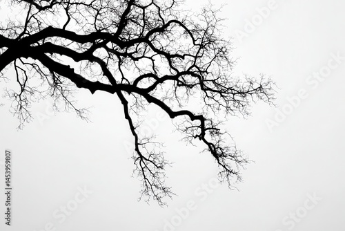 Wallpaper Mural Silhouetted tree branches reaching out against a foggy, overcast sky in a tranquil setting Torontodigital.ca