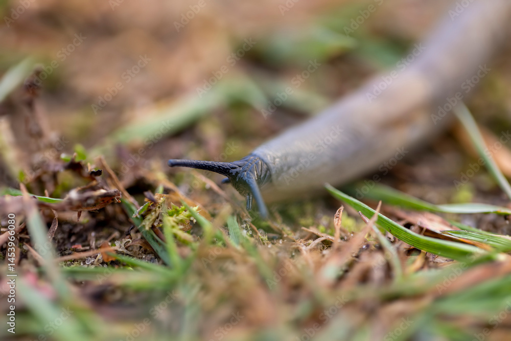 shell slugs crawling on the grass in the autumn season, a group of very slow slugs crawling on the grass during the cold snap