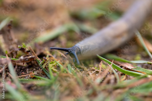 Obraz na płótnie shell slugs crawling on the grass in the autumn season, a group of very slow slugs crawling on the grass during the cold snap w salonie