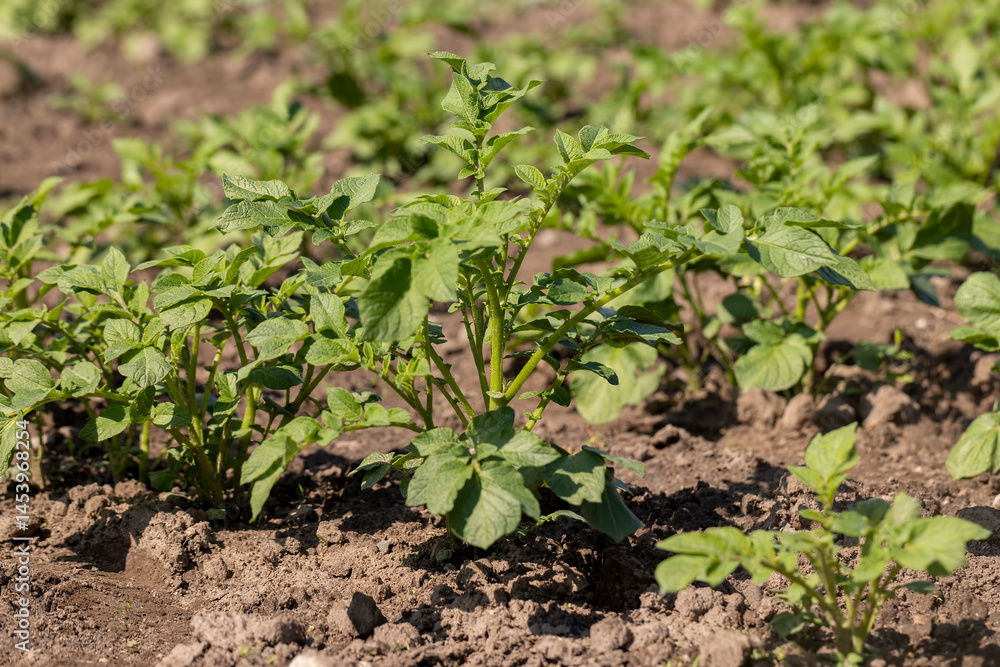 potato in the field in the spring season, new green potato foliage in the agricultural field