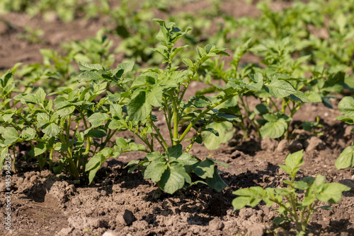 Obraz na płótnie potato in the field in the spring season, new green potato foliage in the agricultural field w salonie