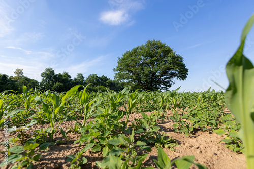 an oak tree in a field with a crop of edible sweet corn before ripening