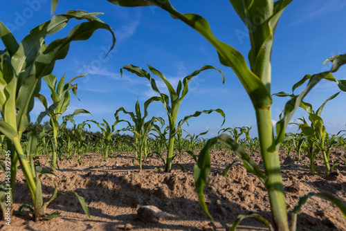 Obraz na płótnie corn in the summer, a field with green corn sprouts against a sky, closeup w salonie