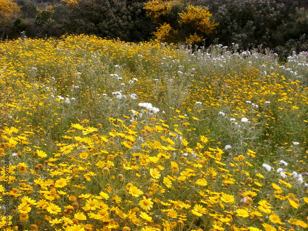 Obraz premium Natura