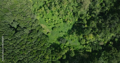 Wallpaper Mural Flying over green trees in the rainforest Torontodigital.ca