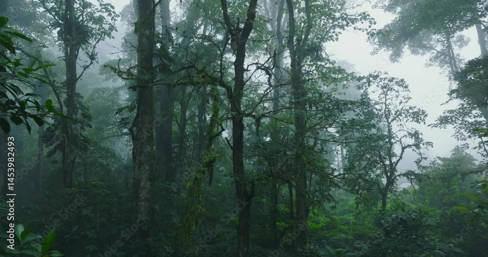 Flying through between trees in a tropical forest with fog Flying through between trees in a tropical forest with fog