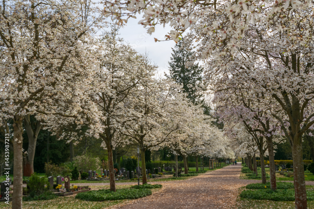 Obraz premium A tree avenue of kobushi magnolia