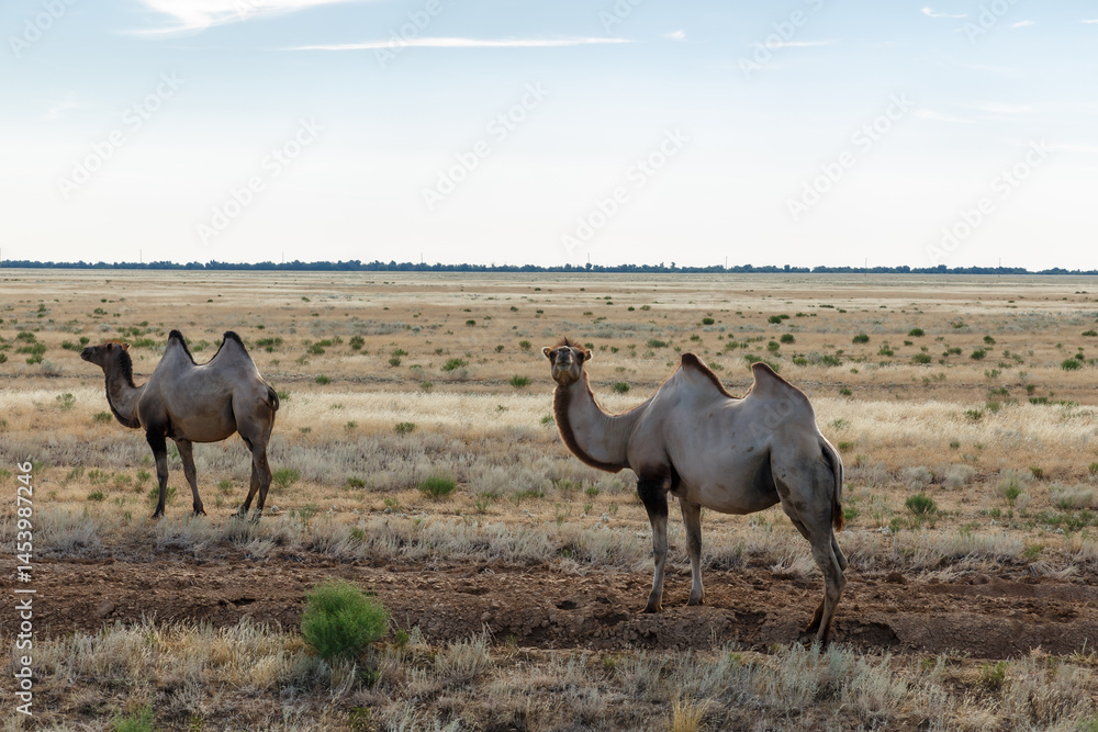 Obraz premium Camels grazing in the vast steppes of Kazakhstan under a clear sky