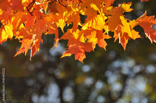 Flaming Orange Autumn Leaf Bough in Bokeh
