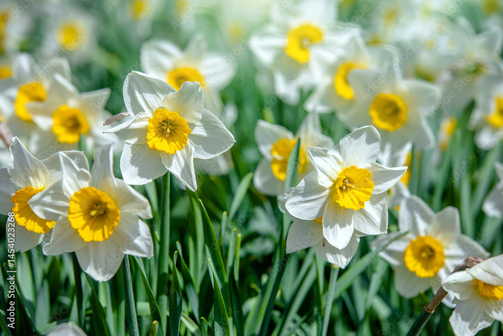 White daffodils on a green natural background
White daffodils on a green natural background