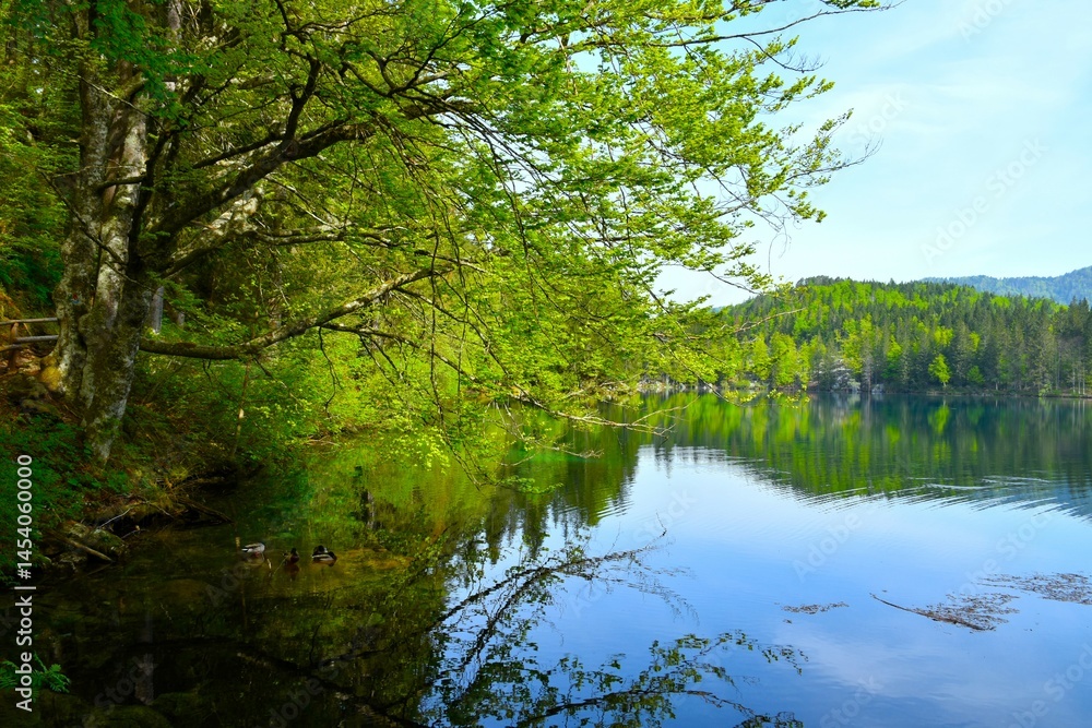 Deciduous, broadleaf tree above the water of lago di fusine inferiore in municipality of Tarvisio in Italy