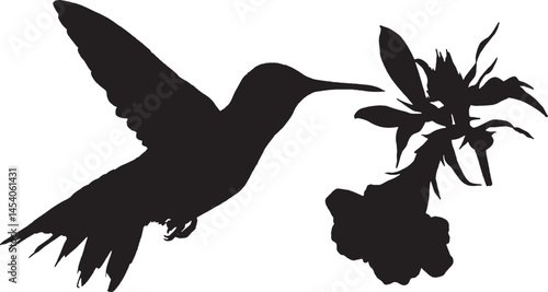 Hummingbird silhouette feeding on flower. Tiny bird vector.