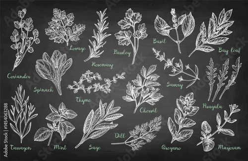 Collection of Chalk Herb Sketches
