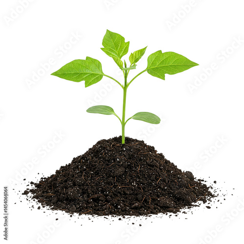 Young Green Plant Growing in Fresh Soil on Neutral Background – Concept Image Representing Growth, Sustainability, Ecology, and New Beginnings