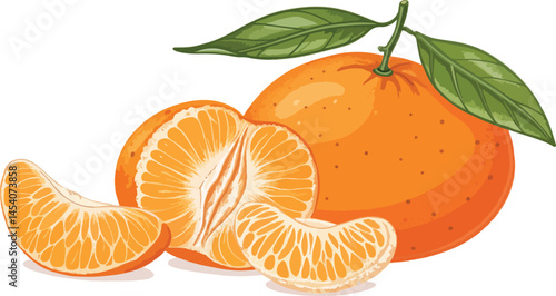 Mandarin illustration vector design, Mandarin in white background vector design