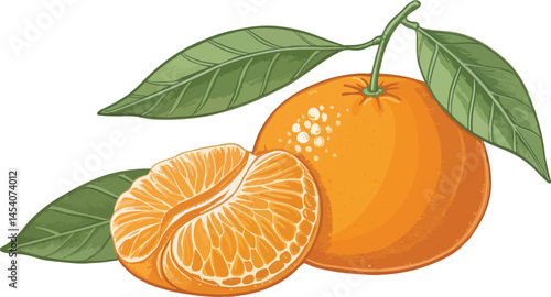 Mandarin and Mandarin slice isolated in white background vector design, Mandarin illustration vector design