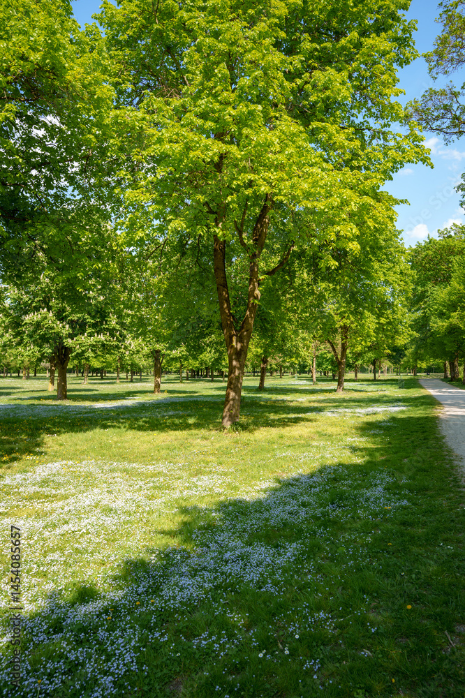 Pathway along a spring flowers meadow in a grove with flowering chestnut trees. Local recreation area in the outskirts of Munich, Bavaria, Germany Pathway along a spring flowers meadow in a grove with flowering chestnut trees. Local recreation area in the outskirts of Munich, Bavaria, Germany
