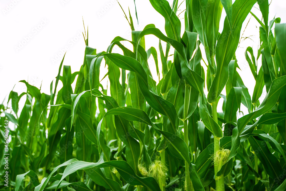 Obraz premium Tall green corn stalks with visible cobs growing in summer agricultural field