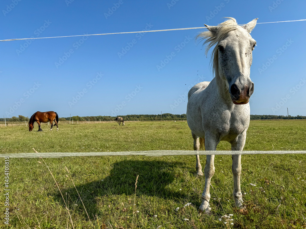 Obraz premium A white horse stands near the camera looking curiously, while a brown horse grazes in the background. The setting is a vast green meadow under a bright blue sky