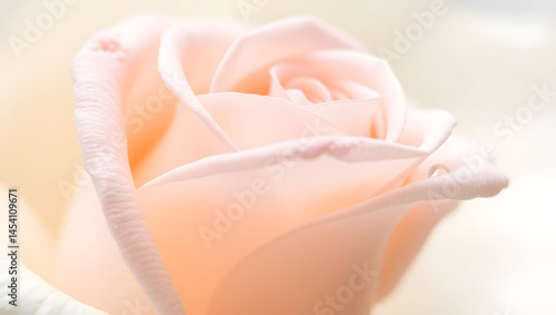 Close-Up Macro Photography of a Delicate Peach Rose