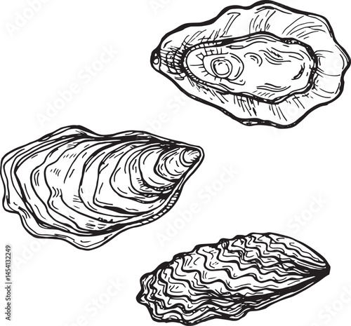 Hand-drawn oyster shells sketch on white background