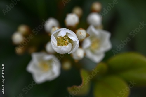 Rhaphiolepis indica (Yeddo hawthorn) flowers. Rosaceae evergreen shrub. It grows near the coast in warm regions and blooms with fragrant five-petal flowers in early summer.
