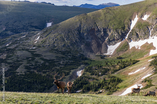 Elk in the Rocky Mountain National Park Colorado