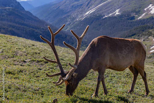 Elk in the Rocky Mountain National Park Colorado