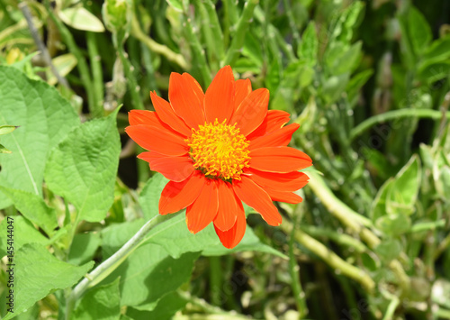 Red sunflower in the garden.