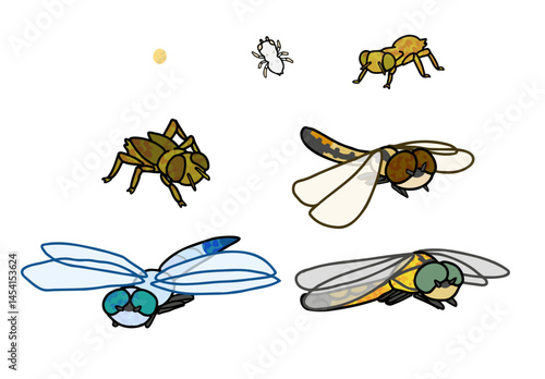 Growth of the white-tailed skimmer