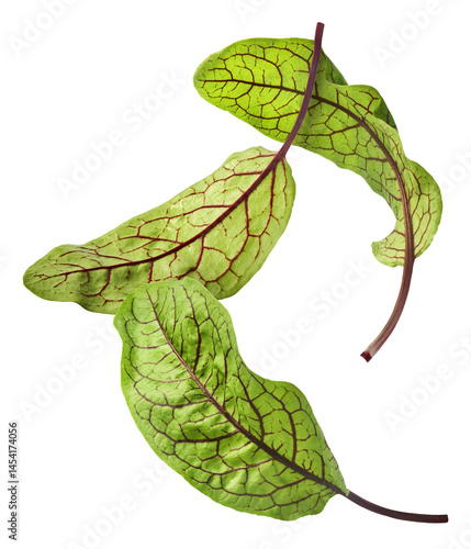 Vászonkép Fresh Red Veined Sorrel leaves or rumex sanguines falling in the air isolated on