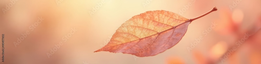Obraz premium Delicate dried leaf, peach-hued light, serene float , delicate, close-up