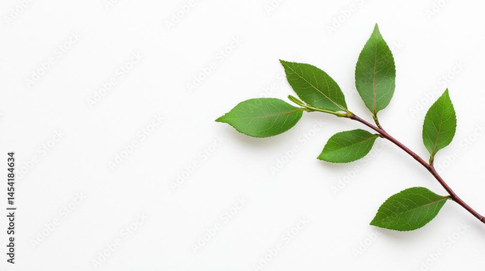 Fresh green leaves on a white background, perfect for nature and clean design themes. Fresh green leaves on a white background, perfect for nature and clean design themes.