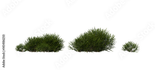 Dense Green Shrubs Isolated on Transparent Background for Landscape and Architecture Visualization