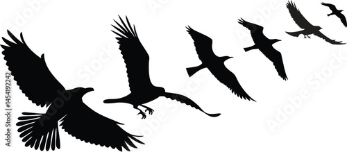 vector silhouette of a bird flying black