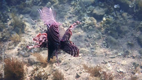 Close up of Lion fish, its scientific name is Pterois miles, belongs to the family Scorpaenidae. The fish has fins as spines which are extremely venomous