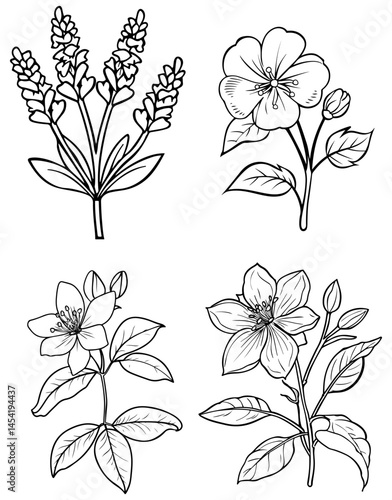 Botanical sketches Four different plant species in monochrome line art