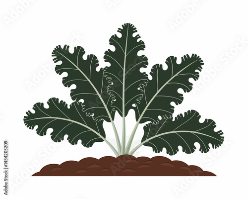 Dark Green Kale Plant Growing in Soil Illustration