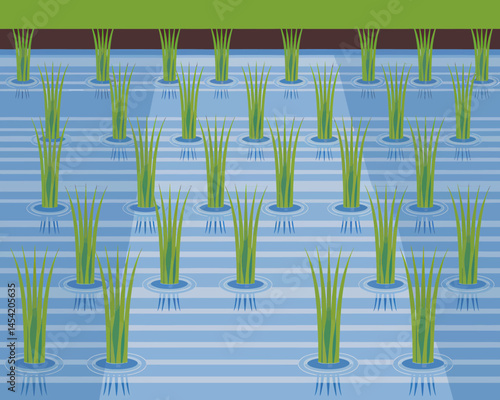 Paddy Field Scenery Rice Growing Traditional Farming Landscape