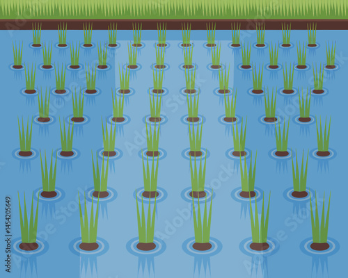 Rice Paddy Field Landscape with Seedlings and Water Reflection