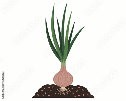 Fresh Onion Plant Growing in Soil Healthy Harvest