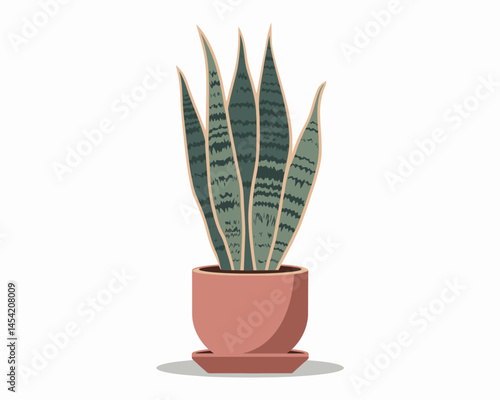 Sansevieria Plant in Pot Isolated on White Background