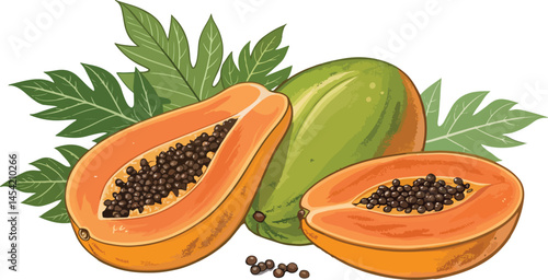 Papaya illustration vector design, Papaya in white background vector design