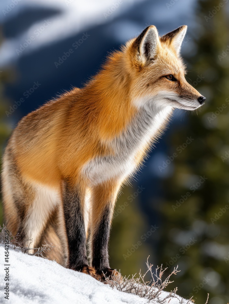 Red fox standing on snow-covered ground in winter landscape Red fox standing on snow-covered ground in winter landscape