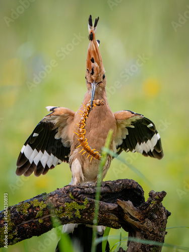 Hoopoe walking around the lagoon looking for food