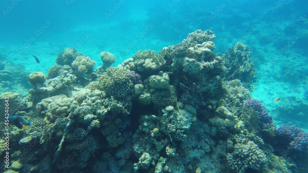 Experience the beauty of underwater ecosystems as colorful fish swim around coral formations. Enjoy a relaxing day immersing in the wonders of nature. Experience the beauty of underwater ecosystems as colorful fish swim around coral formations. Enjoy a relaxing day immersing in the wonders of nature.